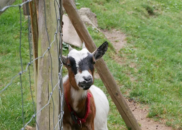 Eulennest Lägenhet Wolfach